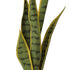 Artificial Sansevieria plant from Decorflowers.co.nz