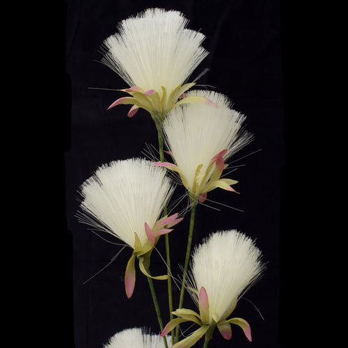 Bottle Brush Dandelions - Cream White - Box Lot Deal (12)