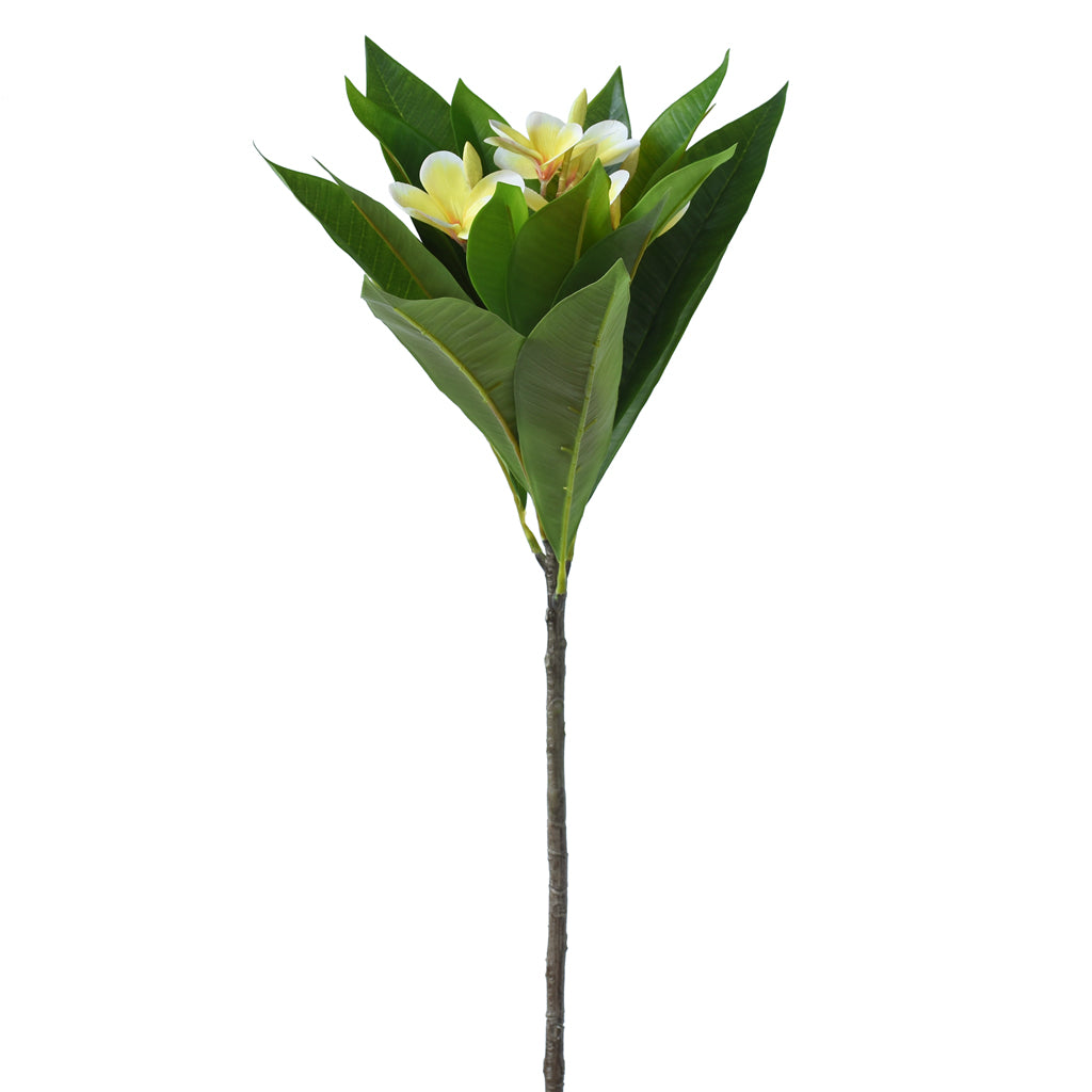 Artificial Frangipani flower with green leaves and white flowers on a white background