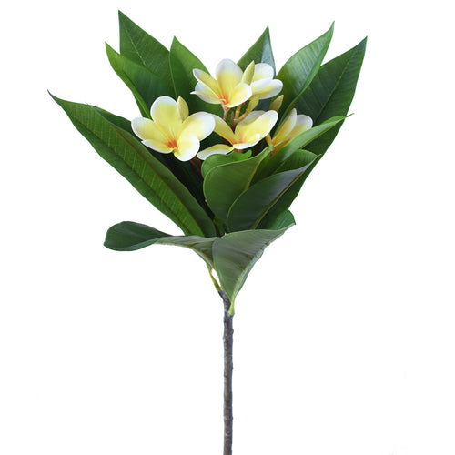 Artificial Frangipani flower with green leaves and white flowers on a white background