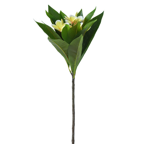 Artificial Frangipani flower with green leaves and white flowers on a white background