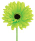 Gerbera - Green - Lime
