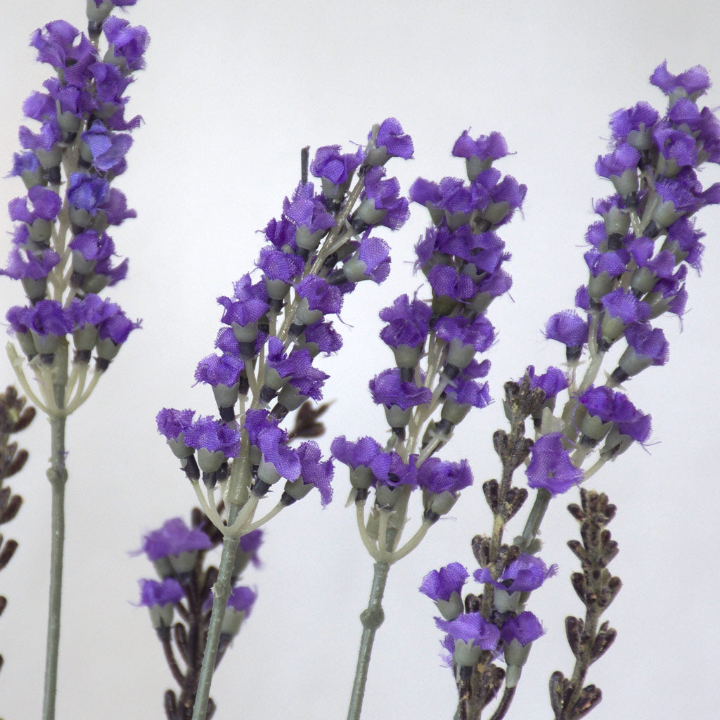 Lavender - Bush