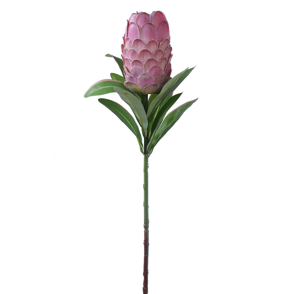 Artificial pink Protea flower with green leaves on a white background
