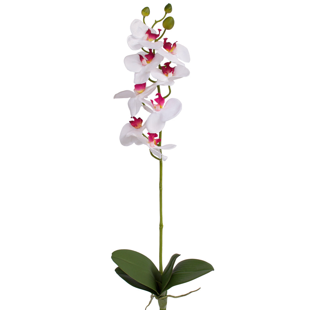 Orchid with leaves - White Pink - 60cm ✰✰✰ HALF PRICE SPECIAL ✰✰✰