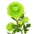 Close-up of lime-green artificial Buttercup flower from decorflowers.co.nz
