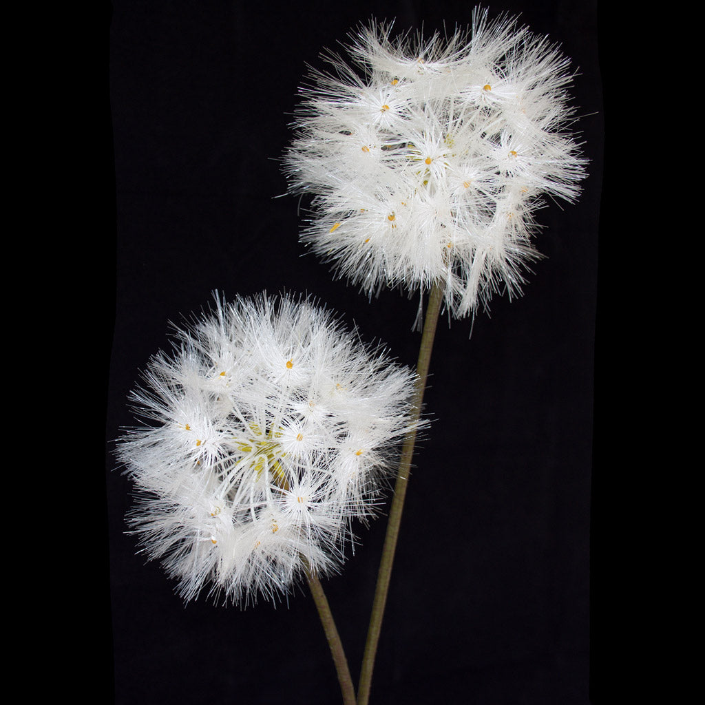 Close-up of artificial long stem, double headed Dandelion flower from decorflowers.co.nz