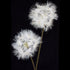 Close-up of artificial long stem, double headed Dandelion flower from decorflowers.co.nz