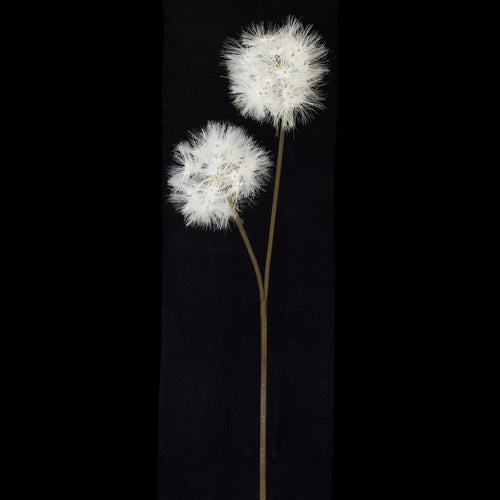 Artificial long stem, double headed Dandelion flower from decorflowers.co.nz