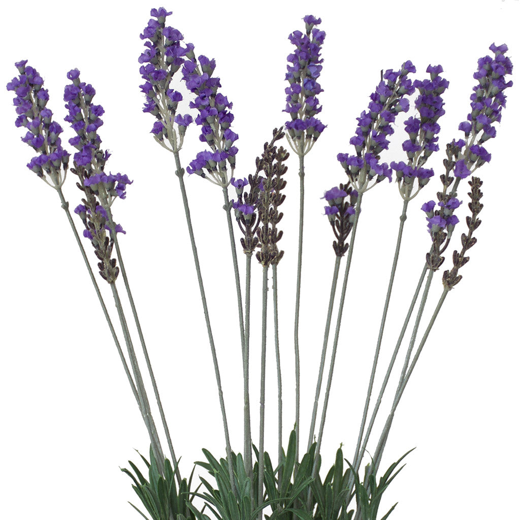 Fake Lavender from Decorflowers.co.nz