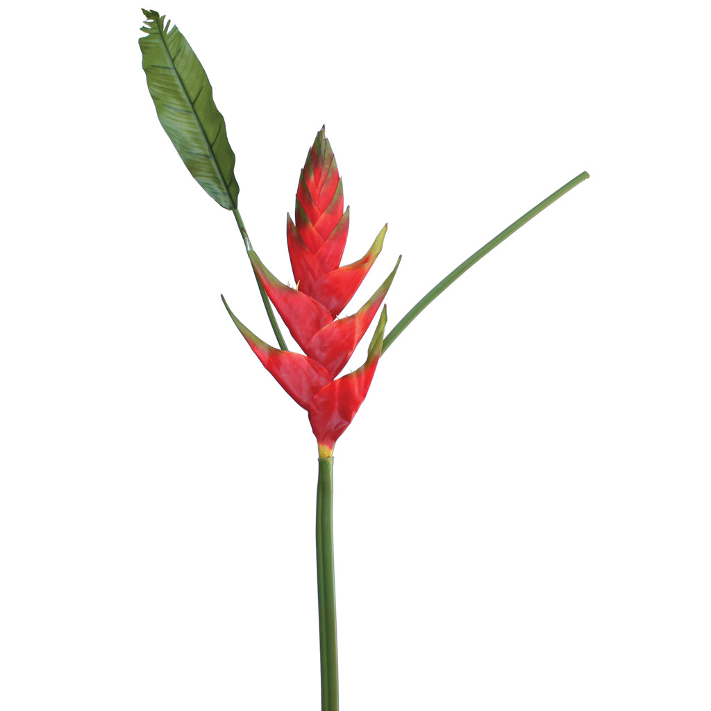 Red tropical Heleconia flower from decorflowers.co.nz