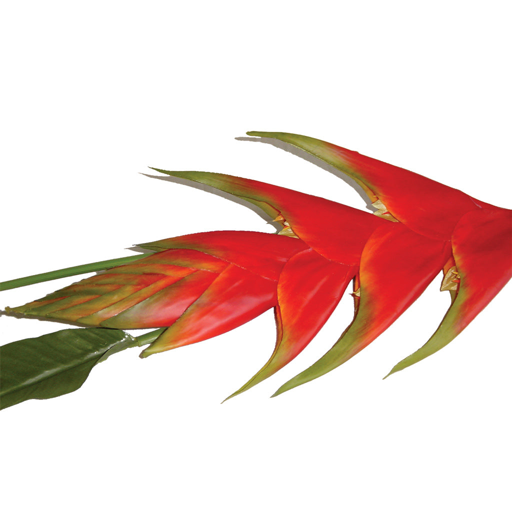 Red tropical Heleconia flower from decorflowers.co.nz