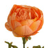 Close up of artificial apricot Peony flower from decorflowers.co.nz