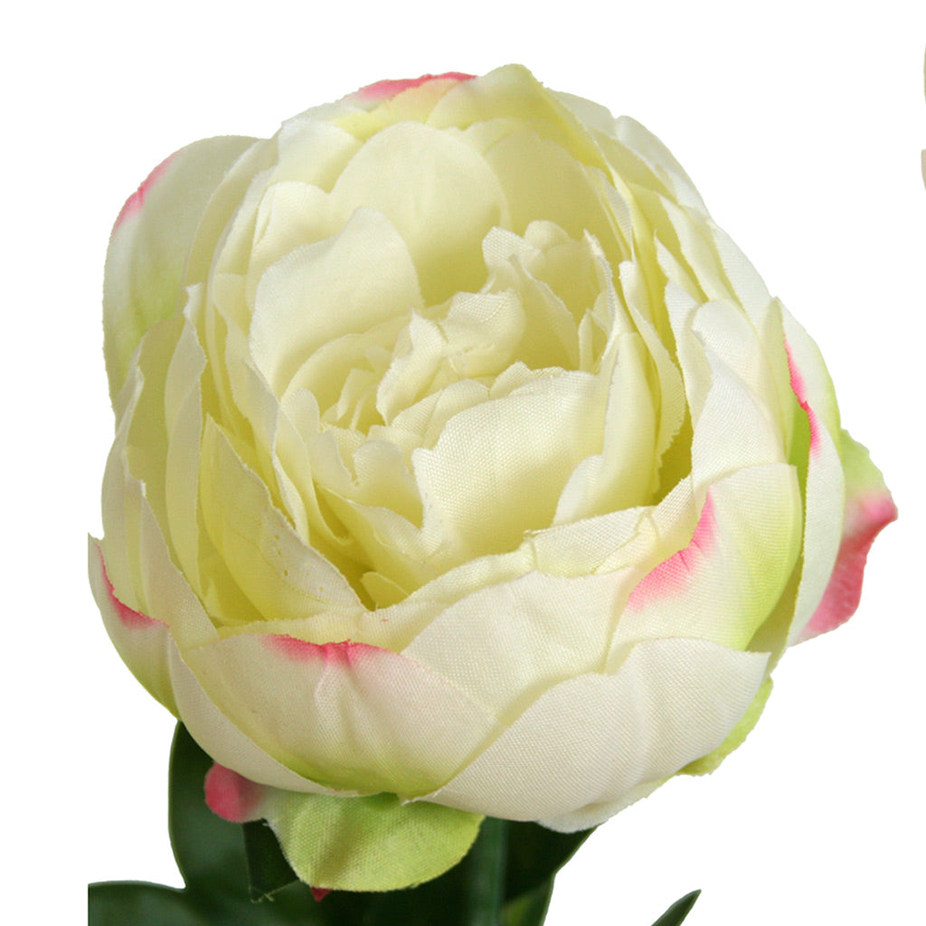 Close-up of artificial cream Peony Rose flower from decorflowers.co.nz
