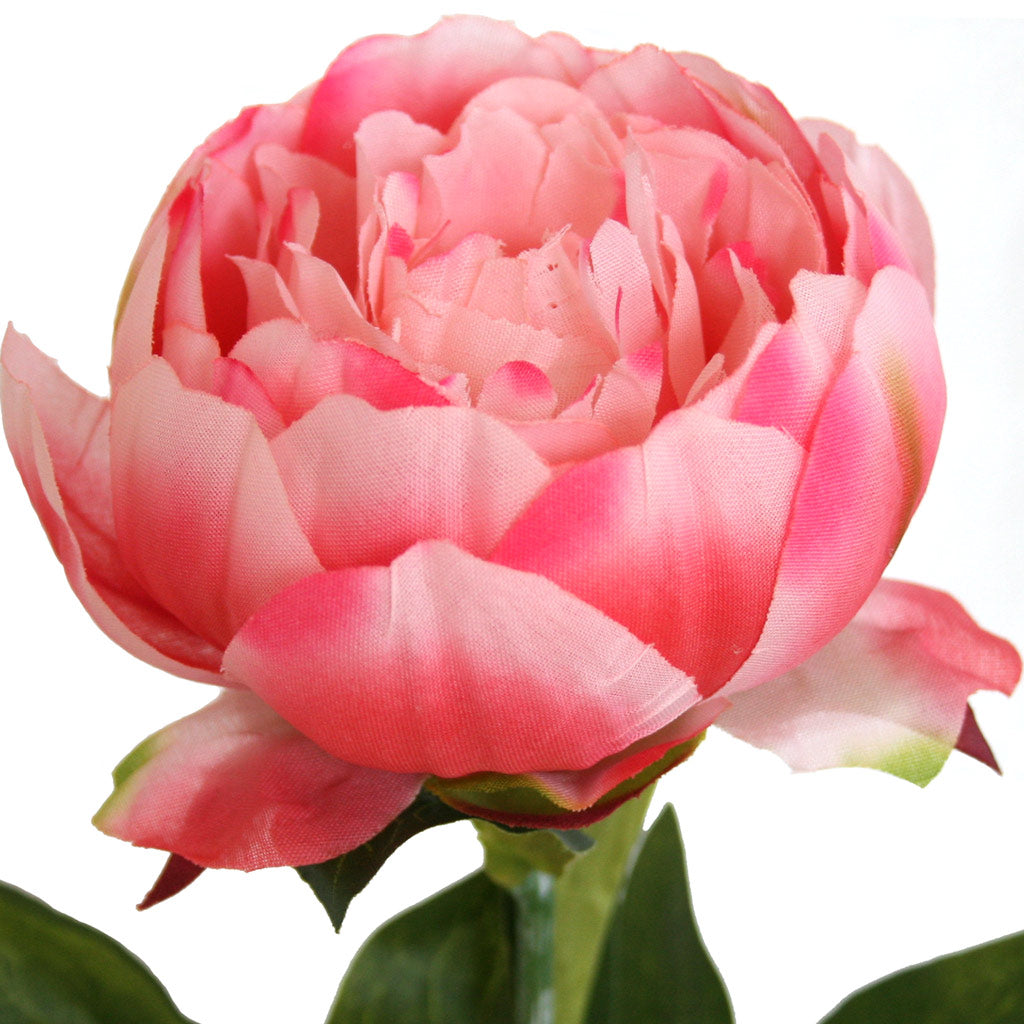 Close-up of artificial pink Peony flowers from decorflowers.co.nz