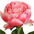 Close-up of artificial pink Peony flowers from decorflowers.co.nz