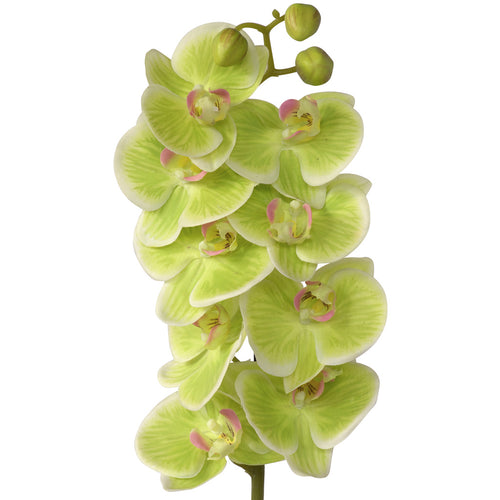 Close-up of potted artificial Orchid from decorflowers.co.nz