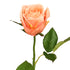 Apricot Pink Artificial Rose from decorflowers.co.nz
