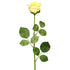 Single stem artificial cream rose from decorflowers.co.nz