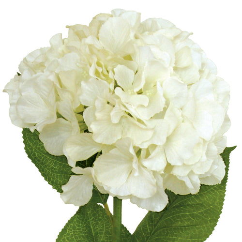 Hydrangea flower from Decorflowers.co.nz