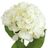 Hydrangea flower from Decorflowers.co.nz