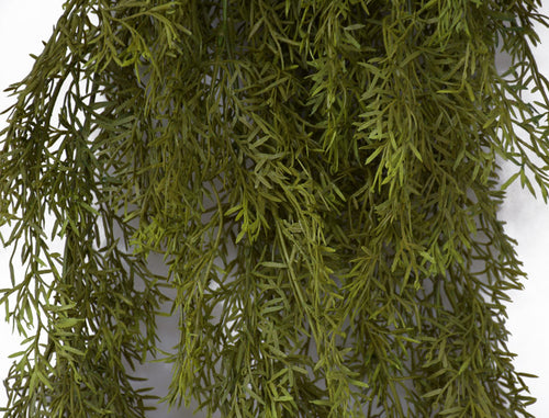 Asparagus Fern - Autumn Green - Box Lot Deal (4)