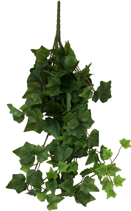 Ivy - Oxford Hedera Premium Bushes - Box Lot Deal (6)