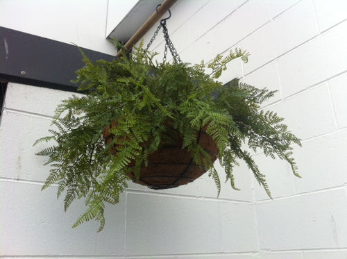 Hanging Basket - Ferns