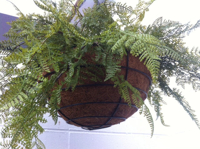 Hanging Basket - Ferns