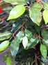 Tree - Ficus Green 200cm
