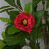 Tree - Camellia with red flowers