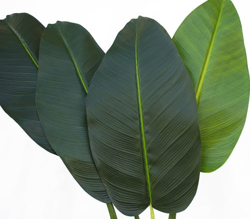 Banana Palm Plant 100/110cm ✰✰✰ SPECIAL ✰✰✰
