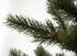 NZ Slim Line Spruce Christmas Tree