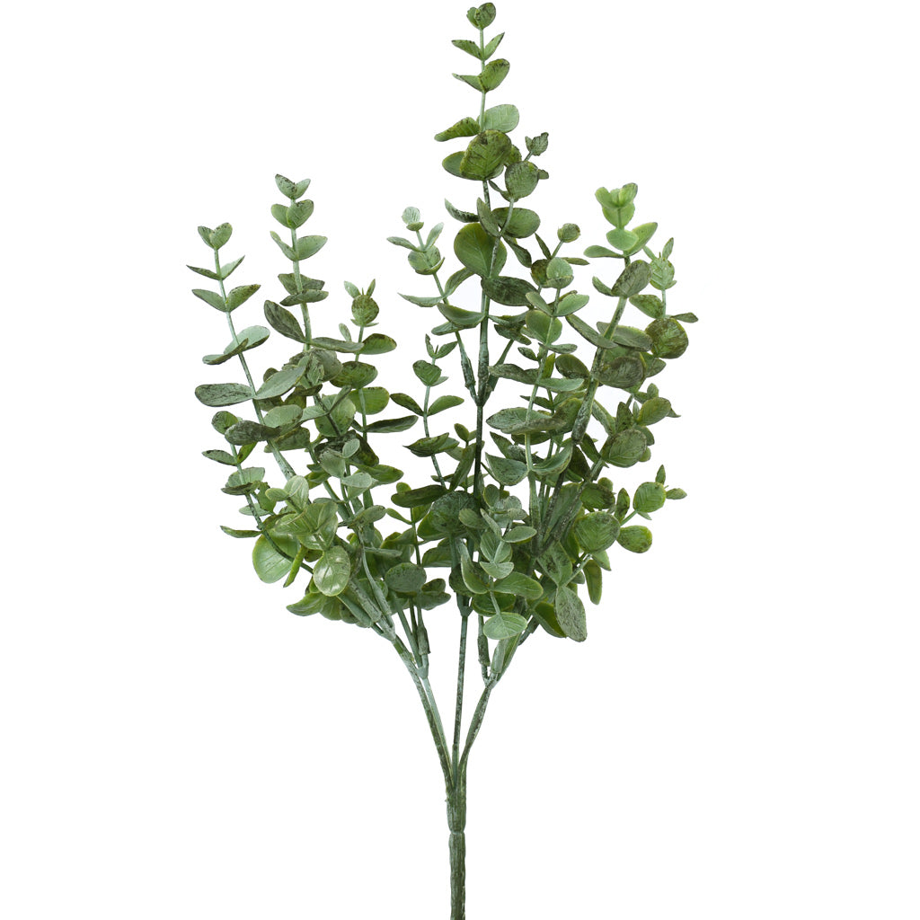 Eucalyptus Bush - Grey Green