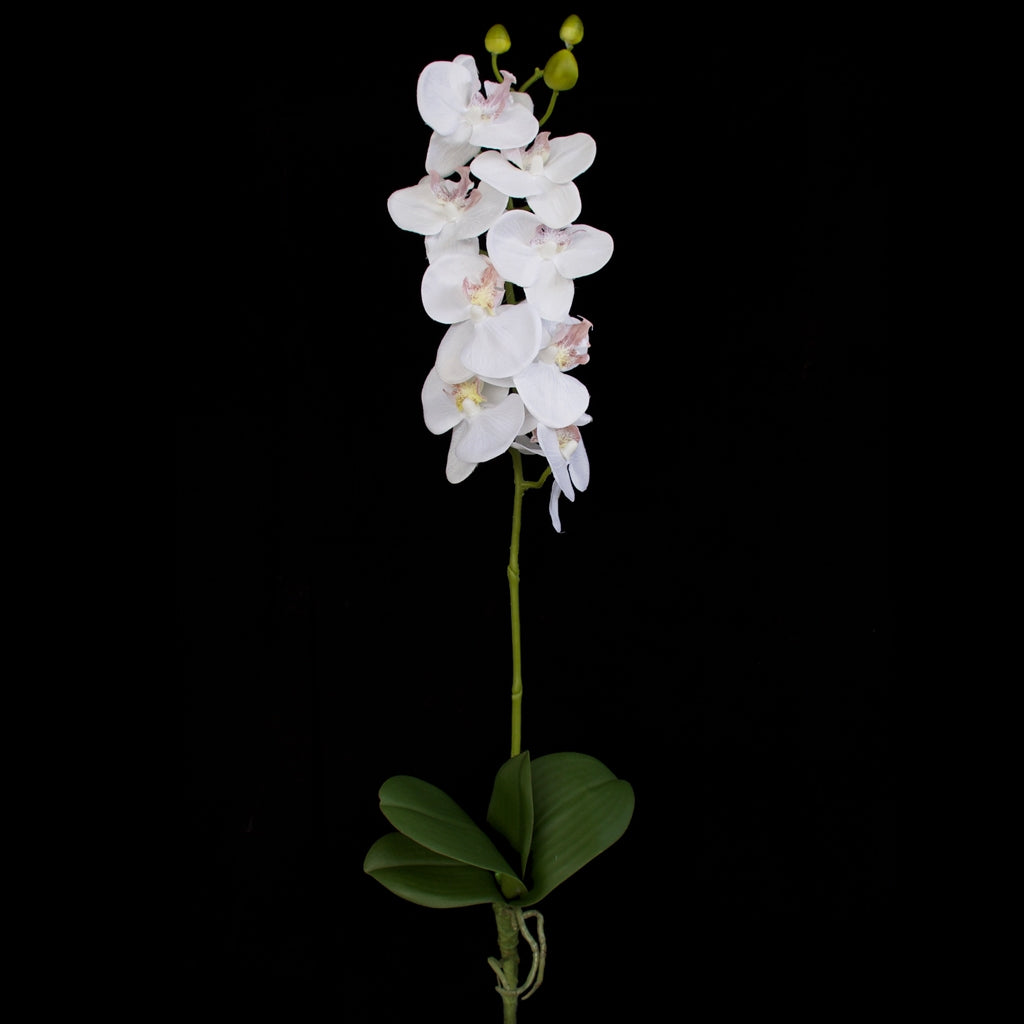 Orchid with leaves - White - 60cm ✰✰✰ HALF PRICE SPECIAL ✰✰✰