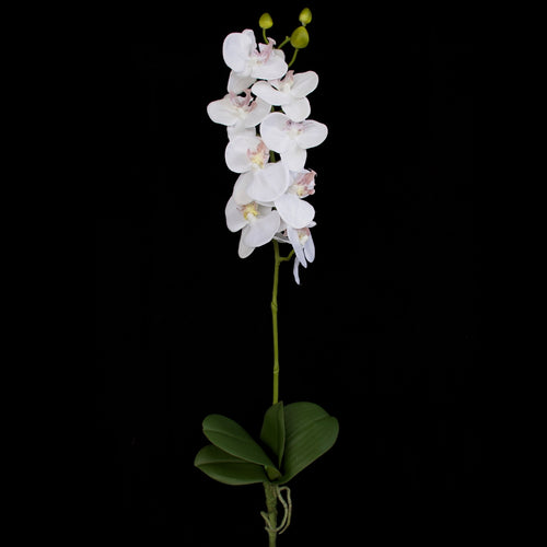 Orchid with leaves - White - 60cm ✰✰✰ HALF PRICE SPECIAL ✰✰✰