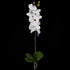 Orchid with leaves - White - 60cm ✰✰✰ HALF PRICE SPECIAL ✰✰✰