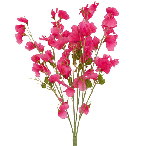 Sweet Pea Flowers - Pink Siouxsie - Box Lot Deal (6)