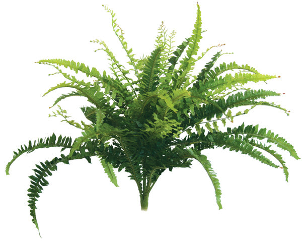 Artificial Boston Fern from Decorflowers.co.nz