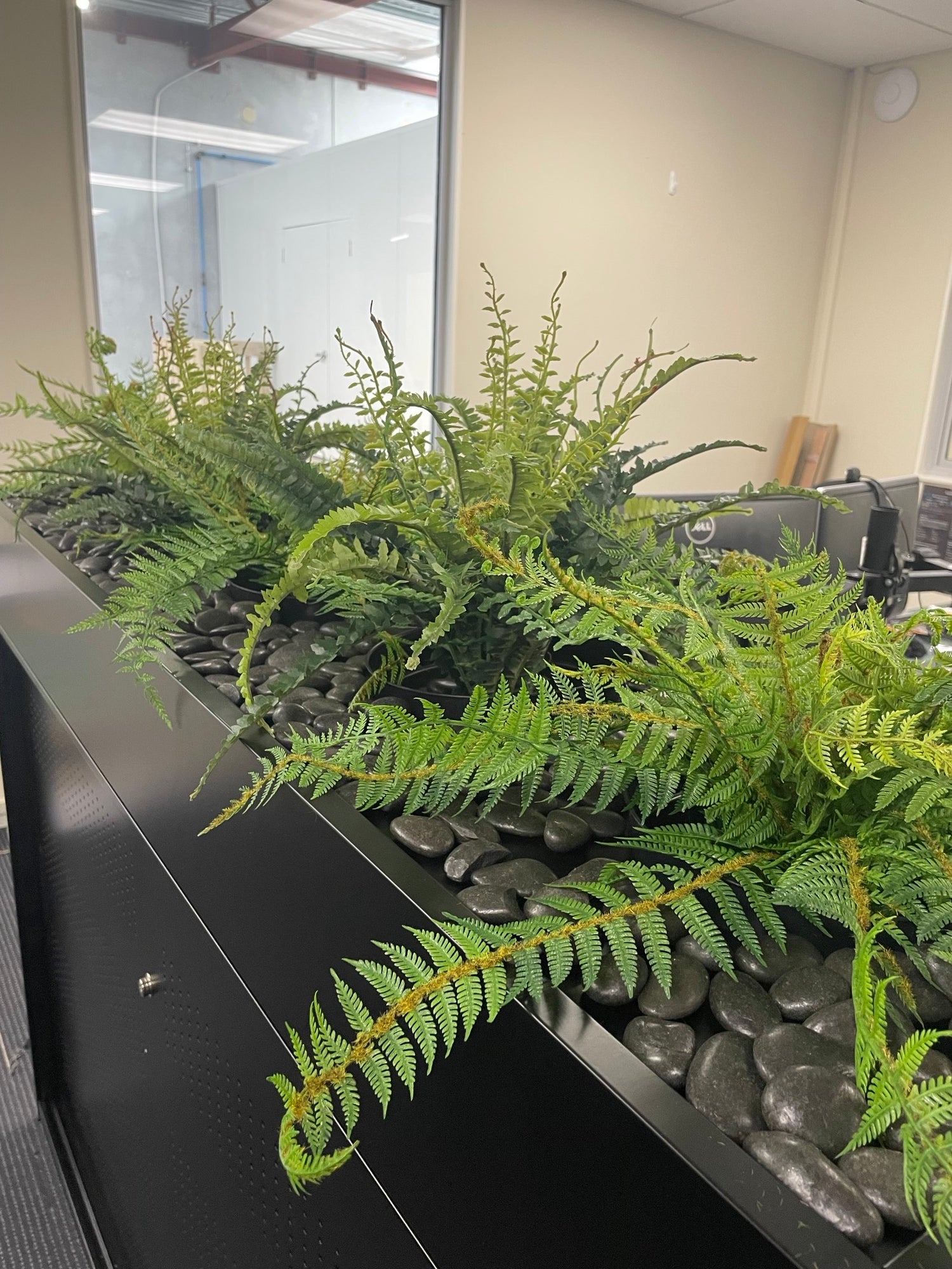 Artificial Boston Fern Display made by DecorFlowers.co.nz