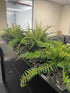 Artificial Boston Fern Display made by DecorFlowers.co.nz