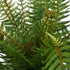 Indoor New Zealand Fern from Decorflowers.co.nz