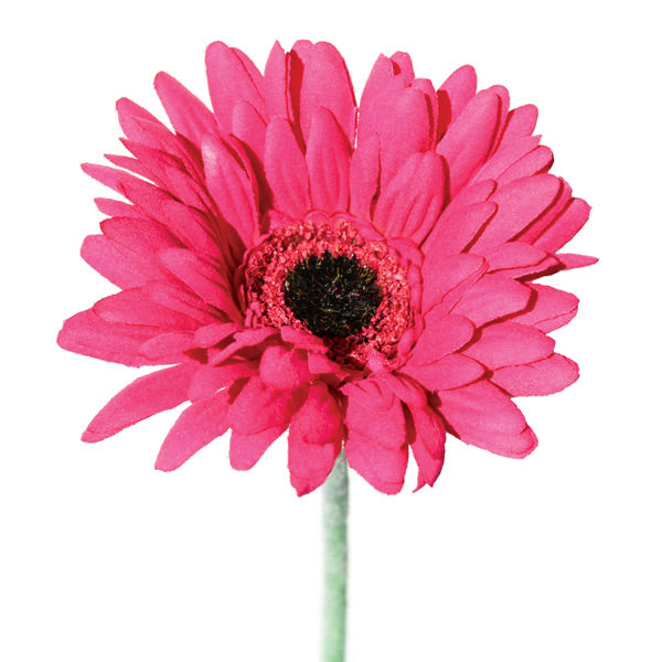 Gerbera Pink from Decorflowers.co.nz