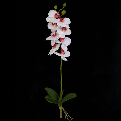 Artificial Orchid flower from Decor Flowers. White and pink flower with a long stem, leaves and root.