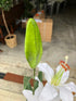 I-phone image of an artificial lily from Decorflowers.co.nz