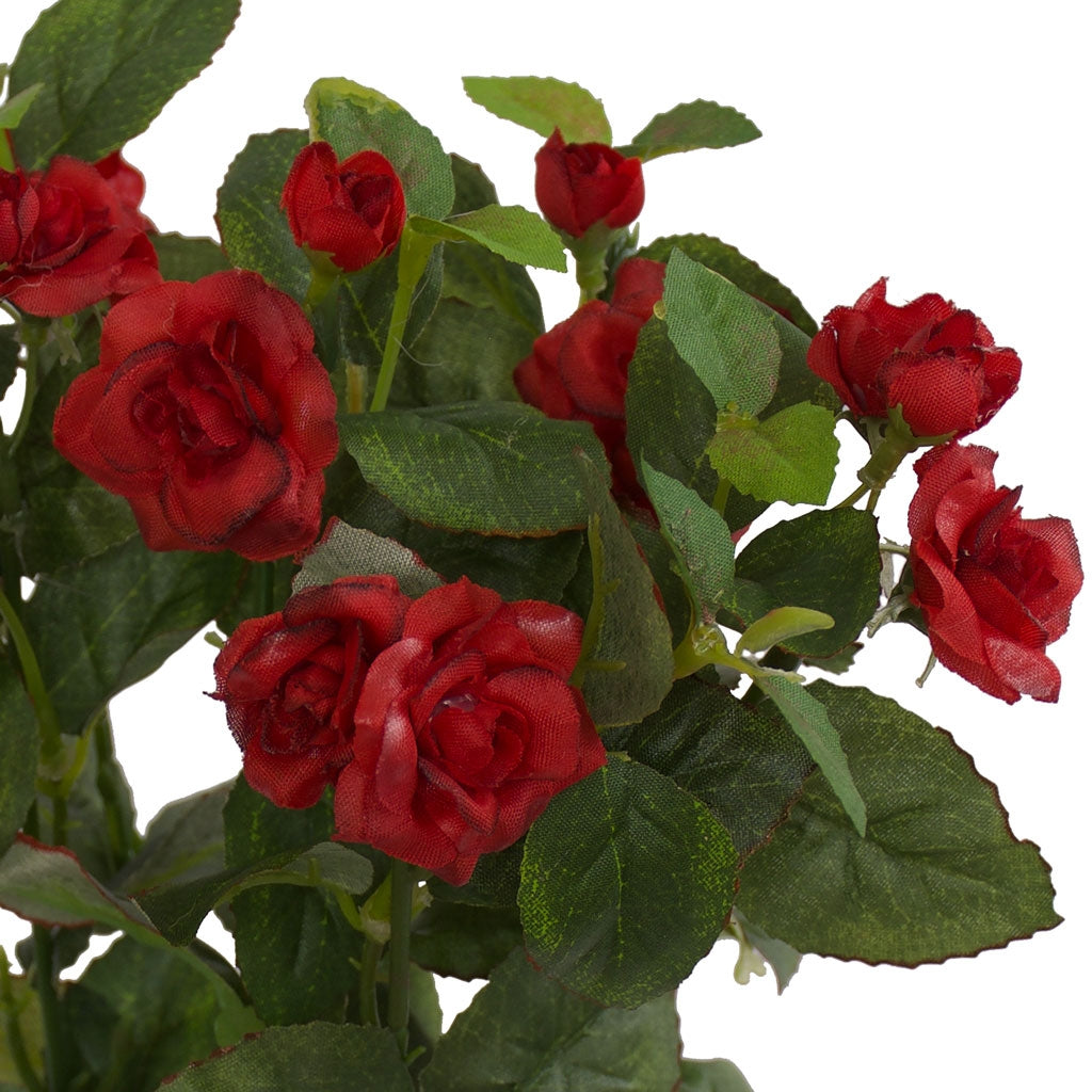 Small red rose bush from Decorflowers.co.nz