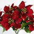 Premium Christmas poinsettia bush from ChristmasTreasures.co.nz
