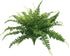 Large Boston Fern NZ from Decorflowers.co.nz