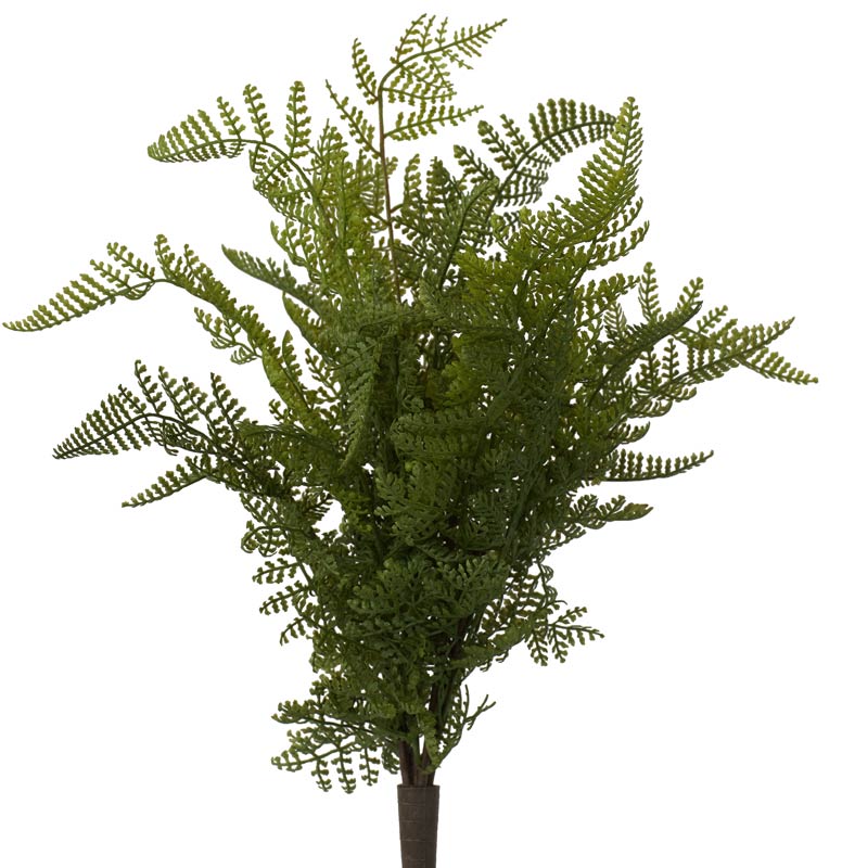 New Zealand Maidenhair fern from Decorflowers.co.nz
