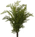 New Zealand Maidenhair fern from Decorflowers.co.nz